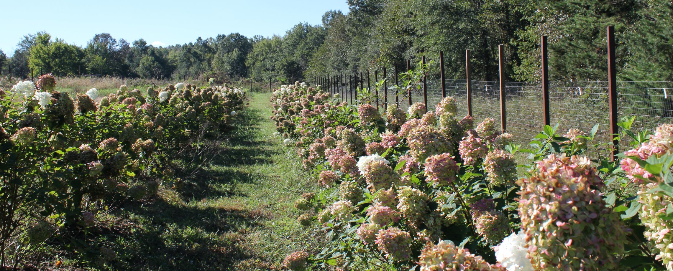 Rows of Hydrangeas on the farm in October