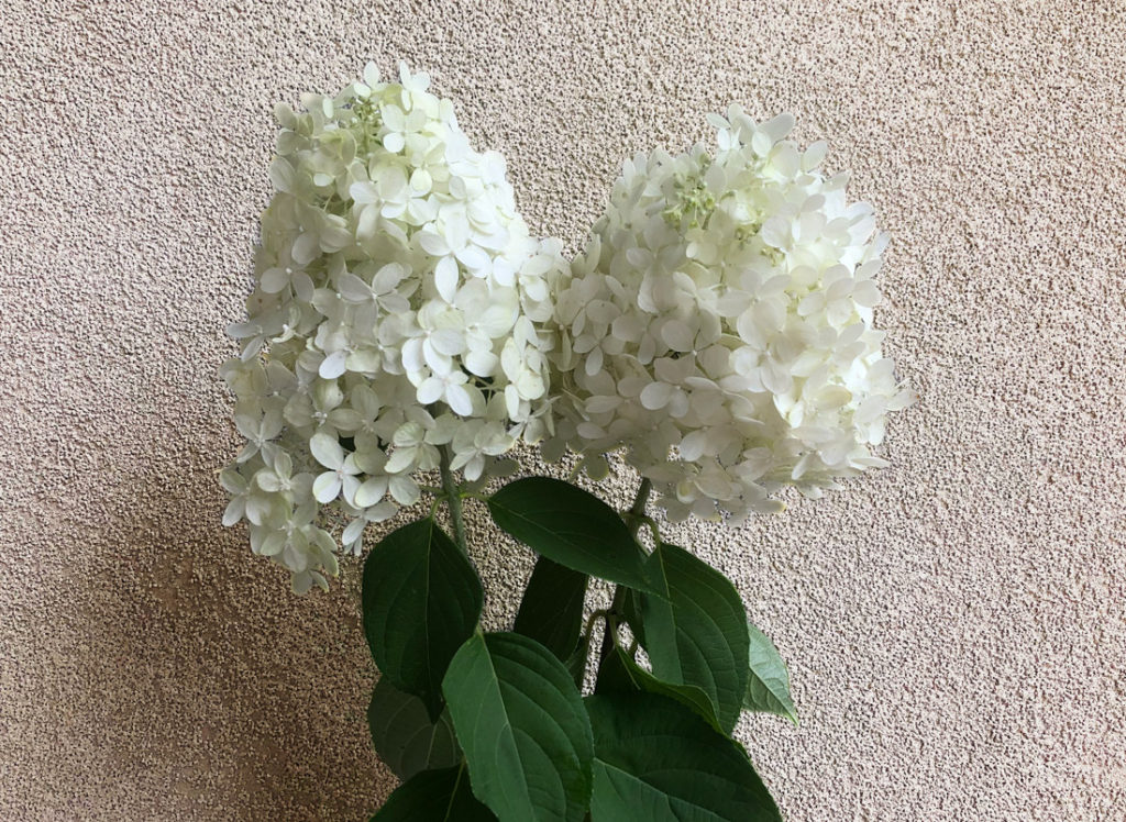 Two white Limelight Hydrangea blooms