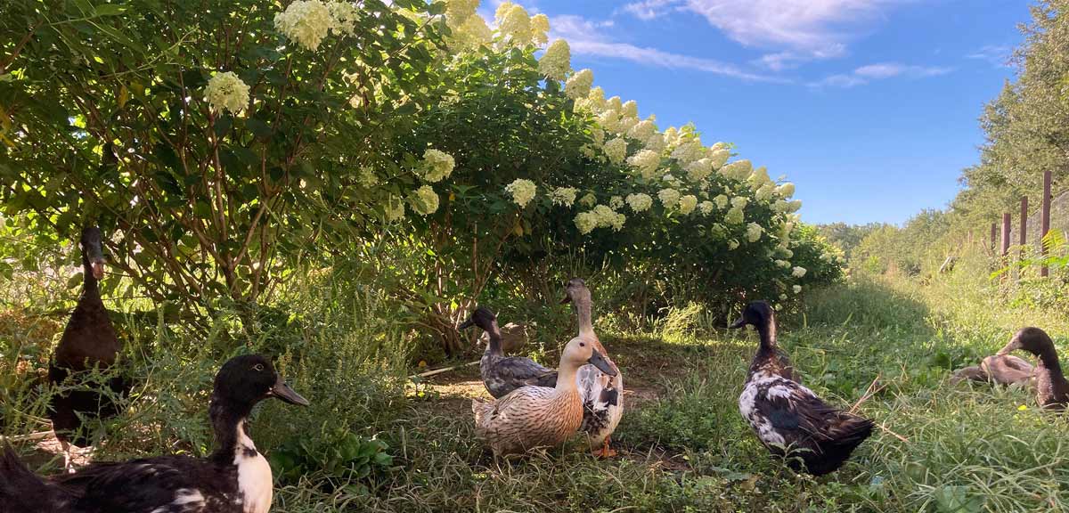 Ducks in front of row of hydrangeas on farm in summer